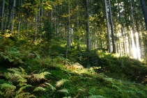 Die Letzten Sonnenstrahlen im Wald.